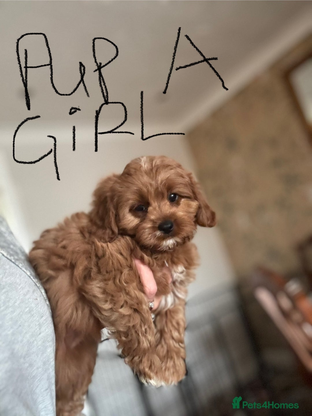 Cavapoo dogs for sale: Cavapoo Pups  - Image 2