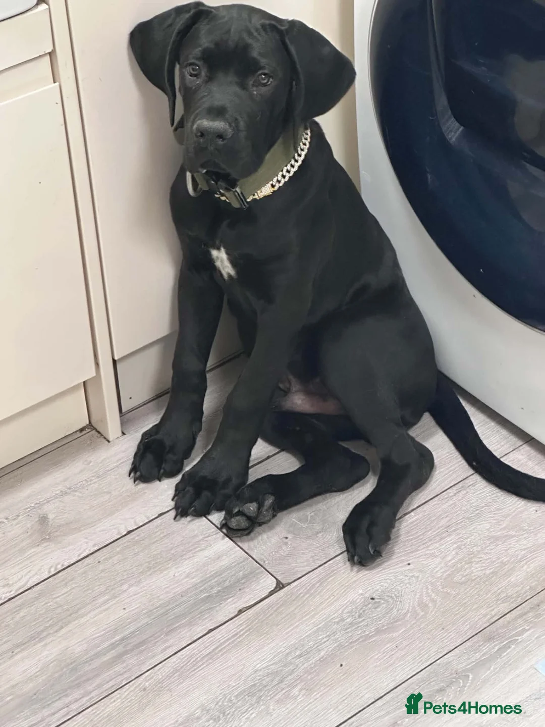 Mixed Breed dogs for sale: Cane Corso x Boerboel in Gravesend - Advert 2