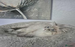 Siberian cats for sale: Pedigree boy  available  - Image 4