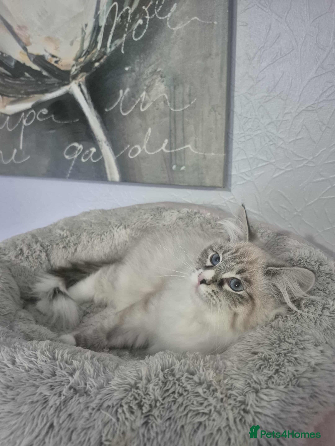 Siberian cats for sale: Pedigree boy  available  - Image 4