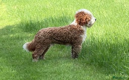 Labradoodle dogs for sale: 3 Red Girls  - Image 4