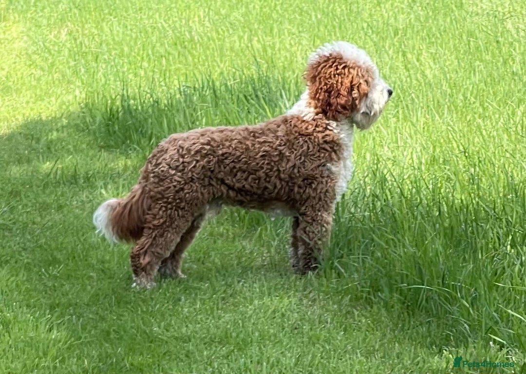 Labradoodle dogs for sale: 3 Red Girls  - Image 4
