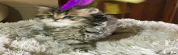 Persian cats for sale: Lovely persian kittens in Burton-on-Trent - Advert 3