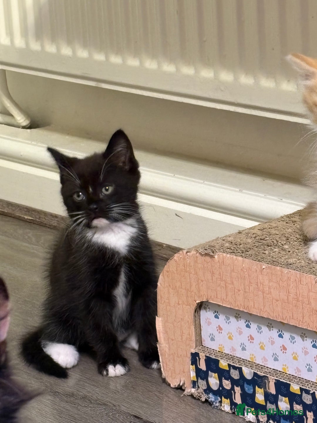 British Longhair cats for sale: Kittens for sale - Image 5