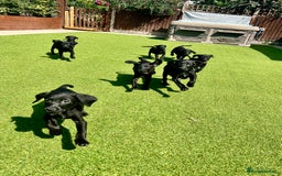 Labrador Retriever dogs for sale: Stunning litter of Black Labrador puppies  in Lydbury North - Image 30