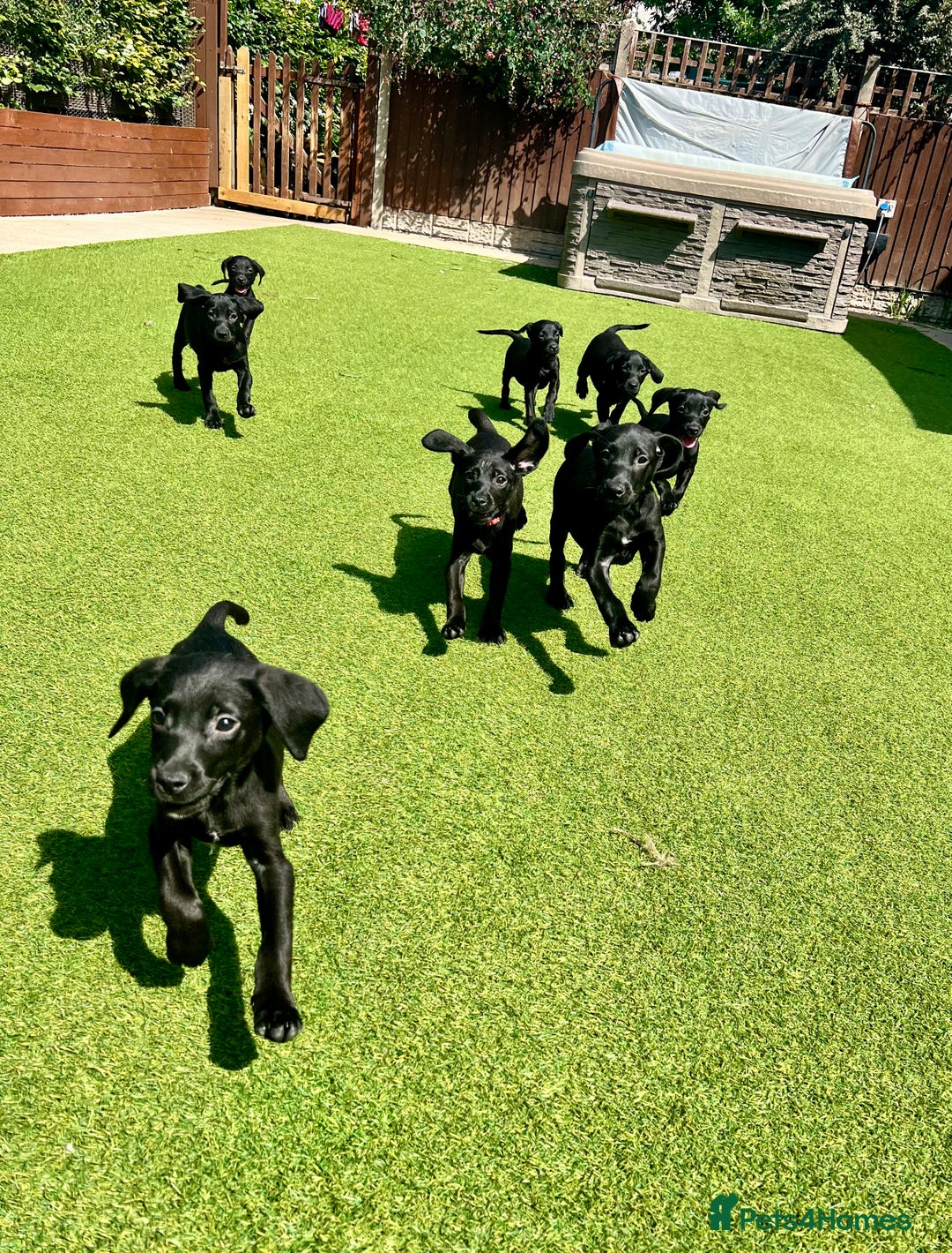 Labrador Retriever dogs for sale: Stunning litter of Black Labrador puppies  in Lydbury North - Image 30