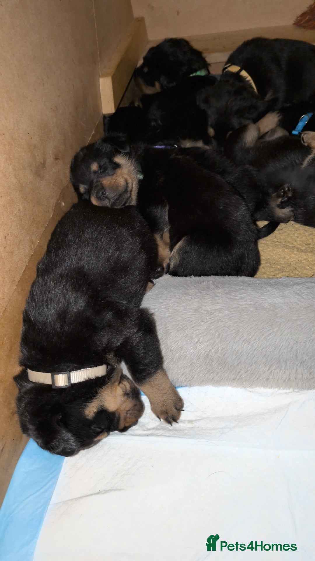 Rottweiler dogs for sale: ⭐ Rottweiler ⭐ - Advert 9