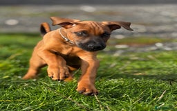 Mixed Breed dogs for sale: 75% working dobermanns Reduced price on final 2!!! - Advert 16