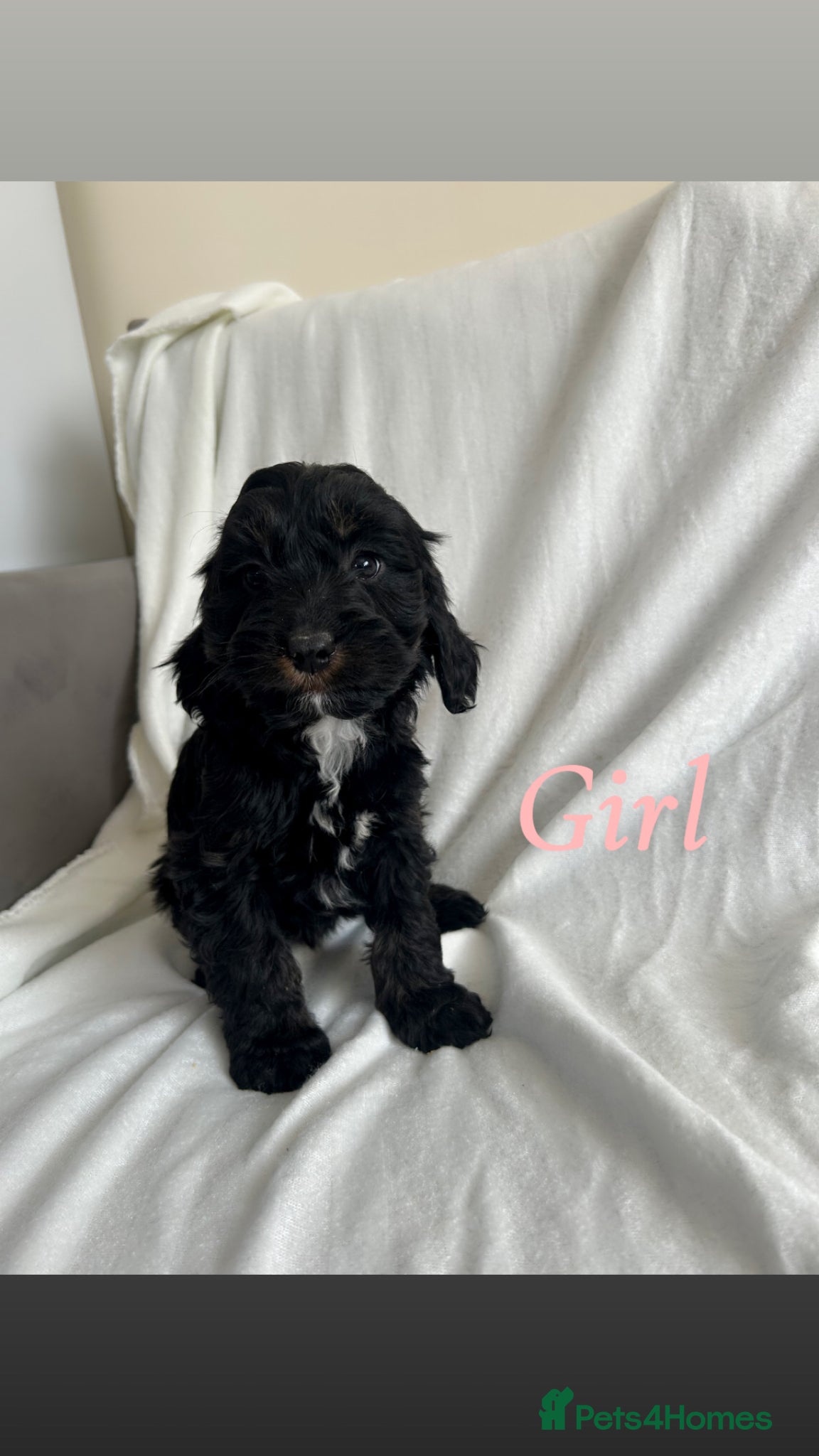 Cockapoo dogs F1 cockapoo puppies  - Advert 7