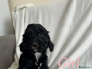 Cockapoo dogs F1 cockapoo puppies - Advert 7