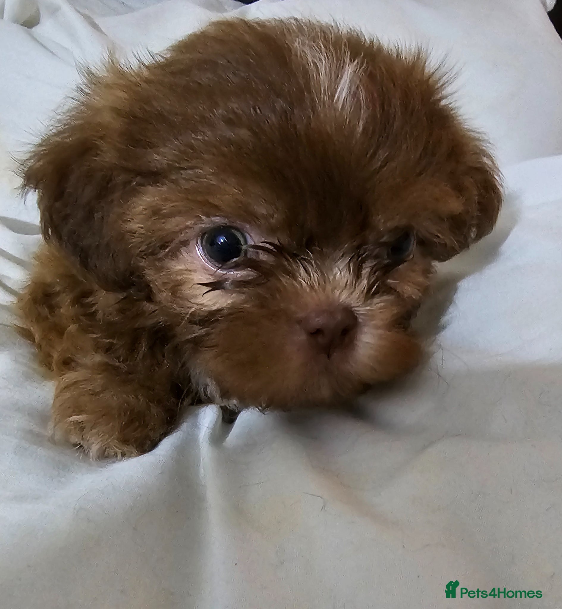 Shih Tzu dogs for sale: Choc Liver Shih Tzu puppies - Advert 7