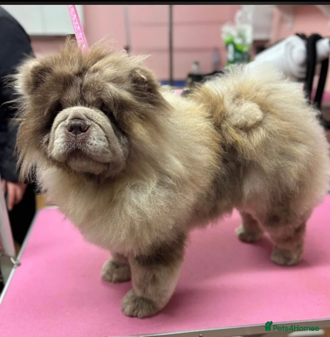 Chow Chow dogs for sale: Chocolate Merle female Chow Chow - Advert 2