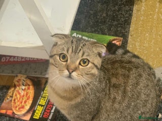 Scottish Fold cats in Bedworth - Advert 31