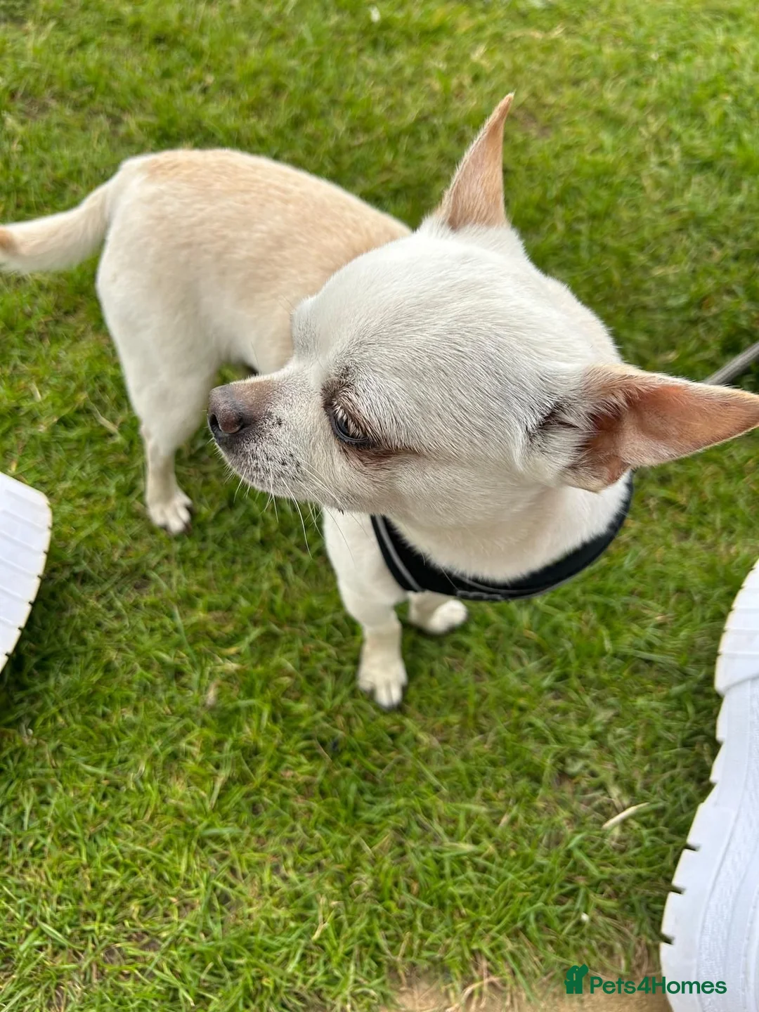 Chihuahua dogs for sale: Lovable and Friendly Chihuahua - Advert 3