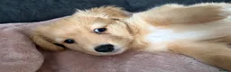Mixed Breed dogs for sale: 💖 Mini Dachsund x Pomeranian Puppies 💙 - Advert 5