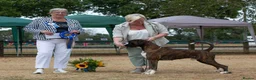 Boxer dogs for stud: CHAMPION B&W Boxer Dog HT0 Sires Reds & Brindles - Advert 5