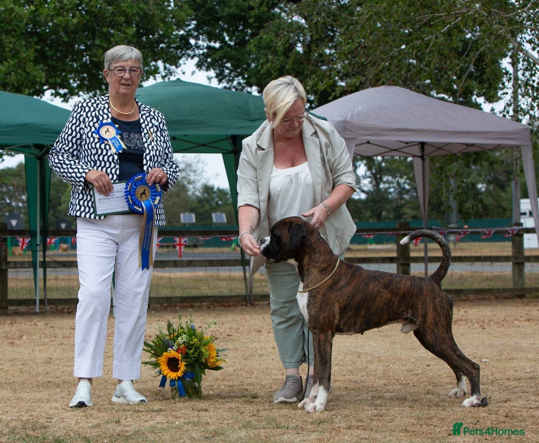 Boxer dogs for stud: CHAMPION B&W Boxer Dog HT0 Sires Reds & Brindles - Advert 5