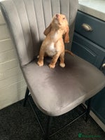 Cocker Spaniel dogs - Advert 11