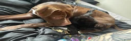 Mixed Breed dogs for sale: Maple  - Advert 4