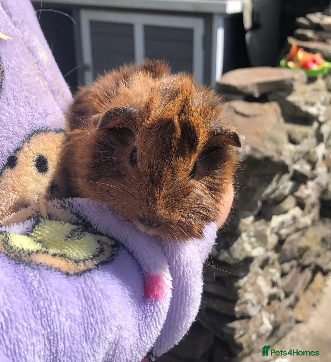 Guinea Pig rodents for sale: Baby Boar Guinea pig in Bristol - Advert 2