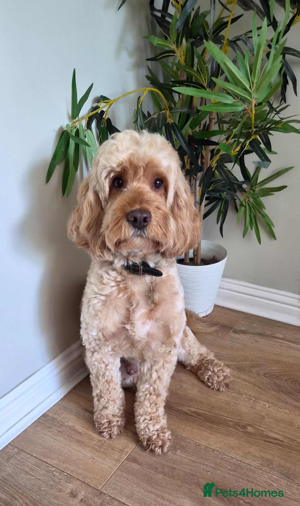 Cockapoo dogs Lovely proven F1 cockapoo for stud -Health Checked - Advert 3