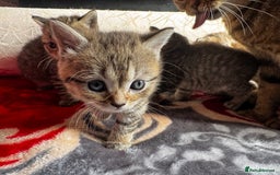 British Shorthair cats for sale: Cutest Tabby British Short Haired Kittens  - Image 9