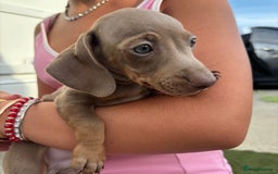 Miniature Dachshund dogs for sale: Miniature dachshund puppy’s TO LEAVE NOW in Luton - Image 27