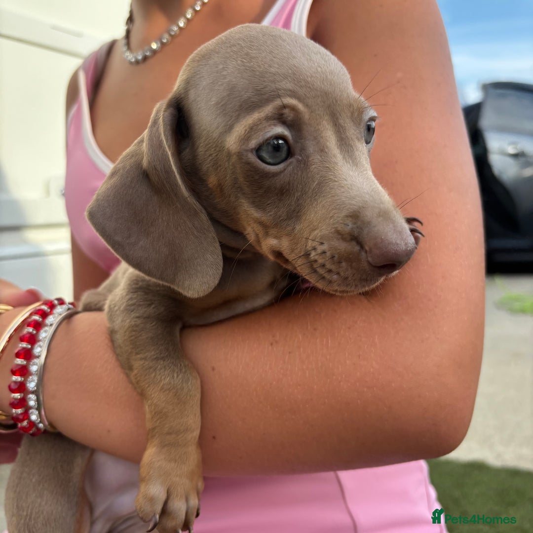 Miniature Dachshund dogs for sale: Miniature dachshund puppy’s TO LEAVE NOW in Luton - Image 27