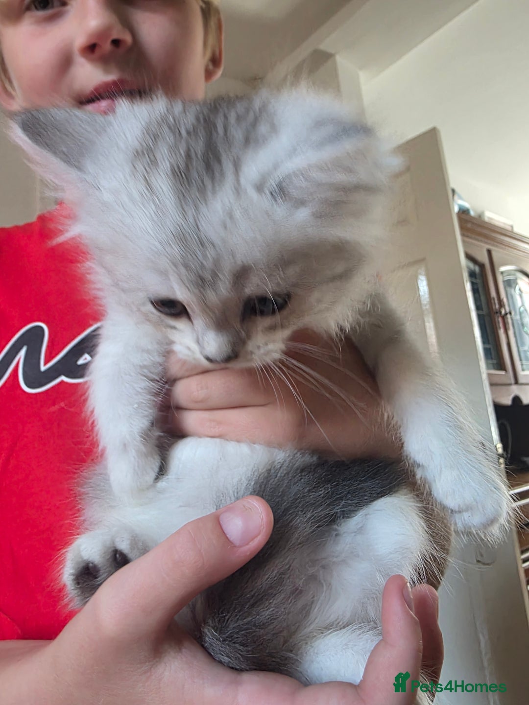 Persian cats for sale: Beautiful persian chinchilla kittens 😸 ♥️  - Image 10