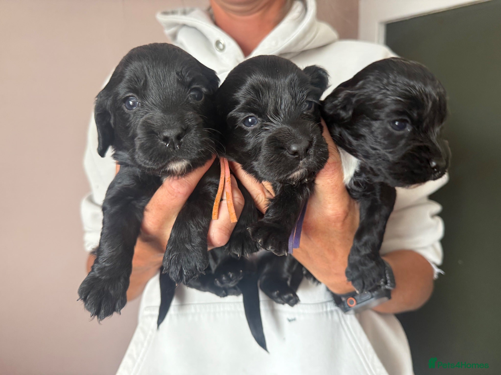 Cocker Spaniel dogs Cocker spaniels  - Advert 2