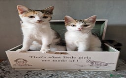 British Shorthair cats for sale: 3 Little Girl Kittens still Looking for new homes! - Image 6