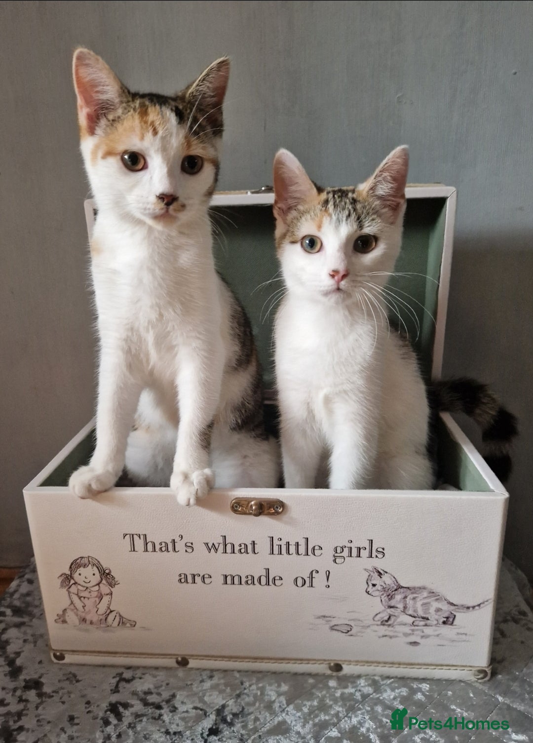 British Shorthair cats for sale: 3 Little Girl Kittens still Looking for new homes! - Image 6