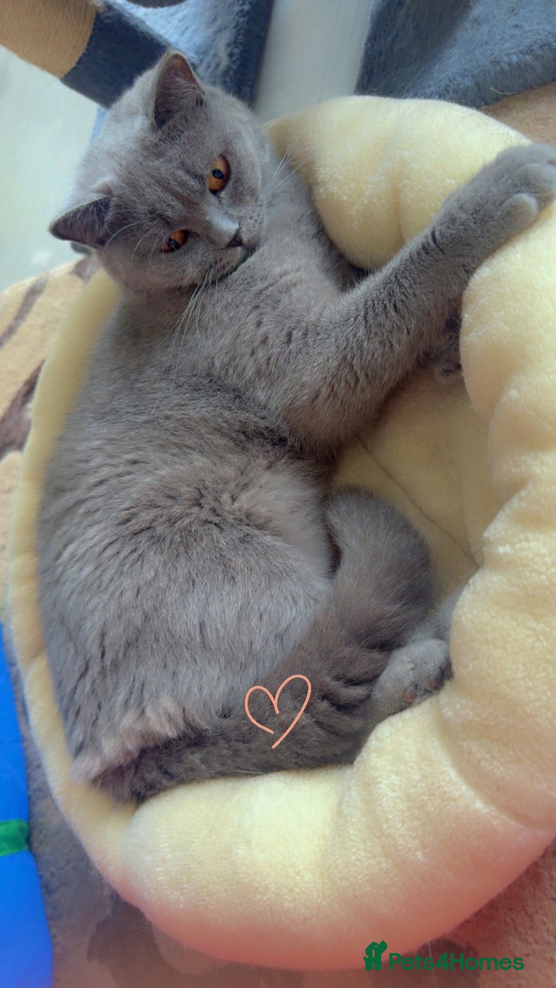 British Shorthair cats for sale: British Shorthair Cat - Advert 12