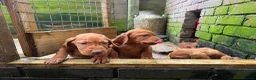 Hungarian Vizsla dogs for sale: Wire haired HungarianVizsla Puppies - Advert 5