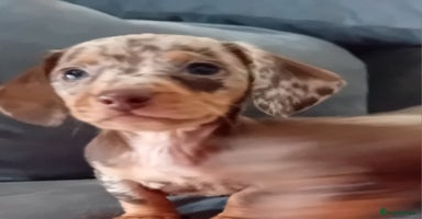 Miniature Dachshund dogs - Advert 6