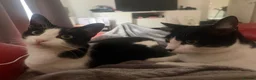Domestic Shorthair cats for sale: Pair of Tuxedos (2 years old) - Advert 2