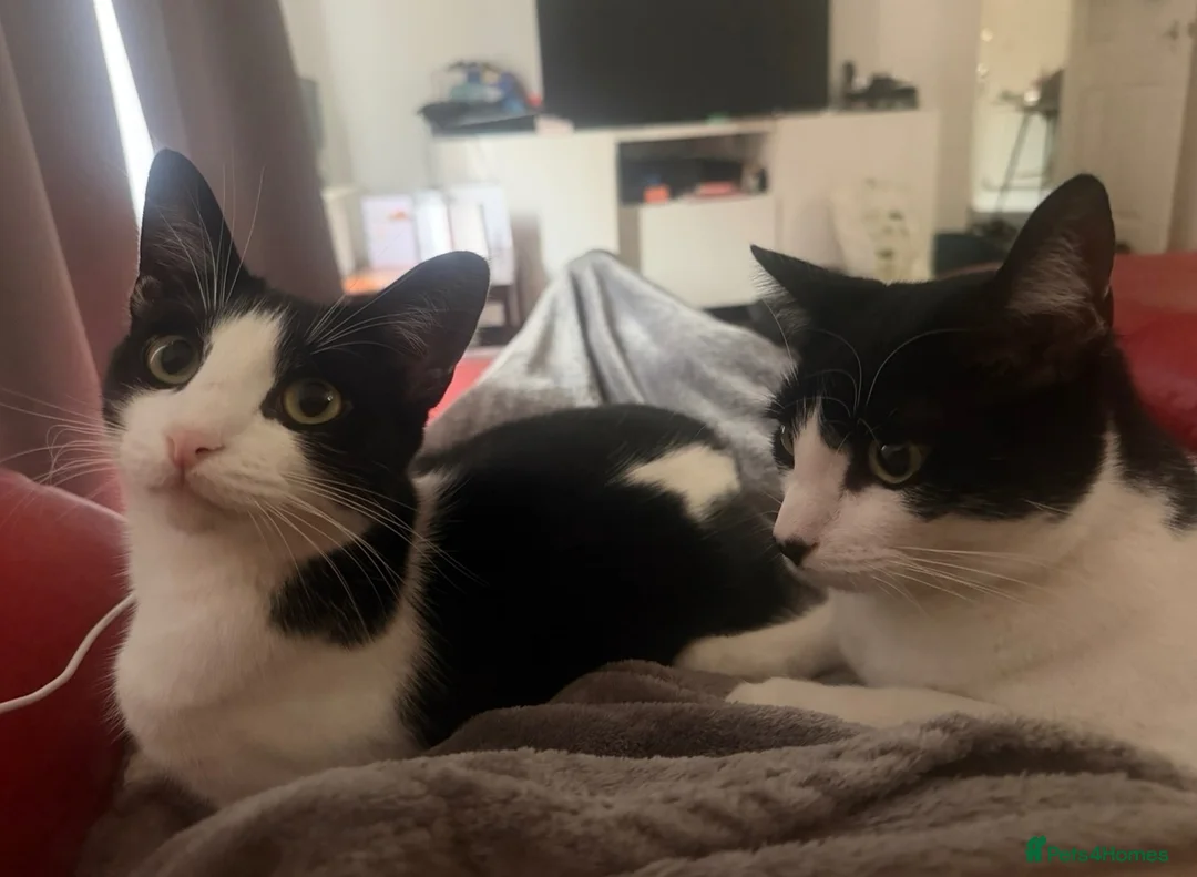 Domestic Shorthair cats for sale: Pair of Tuxedos (2 years old) - Advert 2