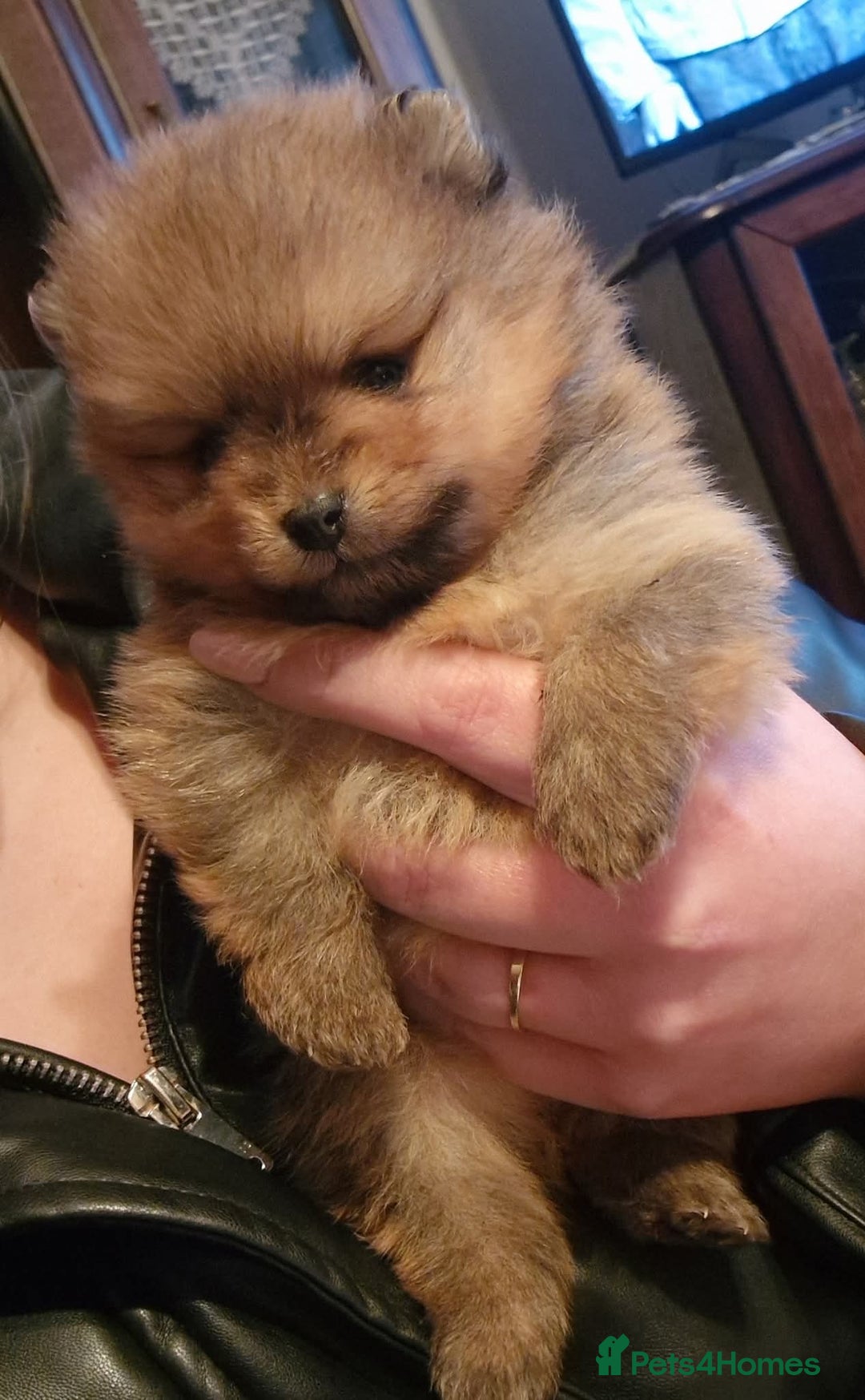 Pomeranian dogs for sale: Beautiful Pomeranian male puppy FCI registered - Advert 6