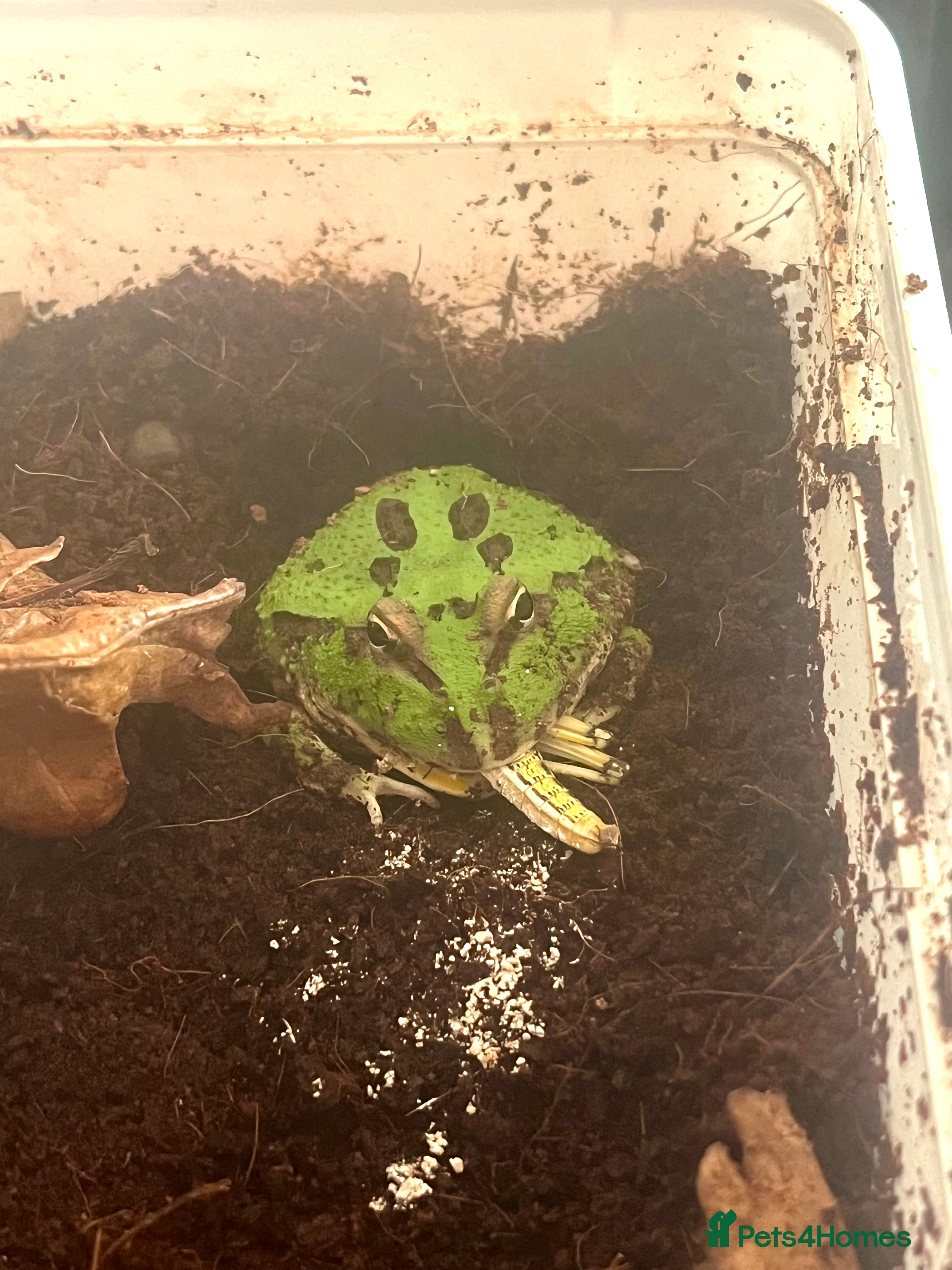 Frog reptiles Baby Pac-Man Froglets  - Advert 4