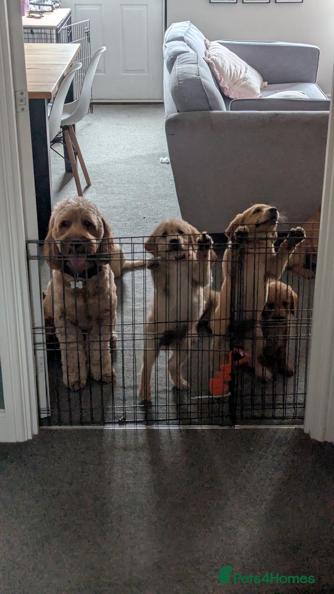 Mini Goldendoodle dogs for stud: Our Fluffy Prince 👑 - Image 9