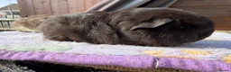 Guinea Pig rodents for sale: Full bred Swiss boar  - Advert 5