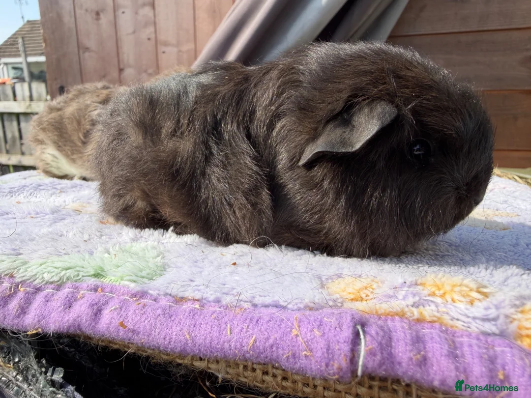Guinea Pig rodents for sale: Full bred Swiss boar  - Advert 5