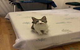 Mixed Breed cats for adoption: 🍥Nemo🍥 for adoption, fostered in OXFORD - Image 6