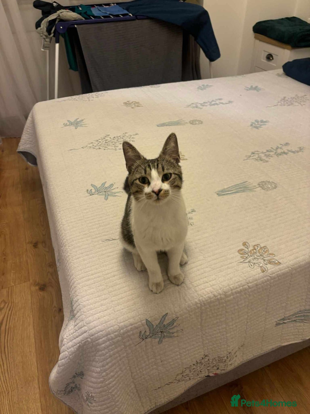 Mixed Breed cats for adoption: 🍥Nemo🍥 for adoption, fostered in OXFORD - Image 6