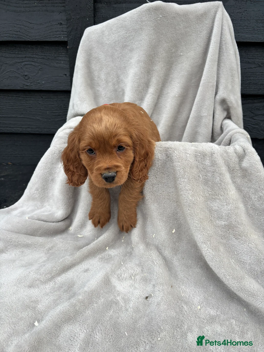 Cocker Spaniel dogs for sale: 5 beautiful kc reg cocker spaniel puppies  - Advert 2