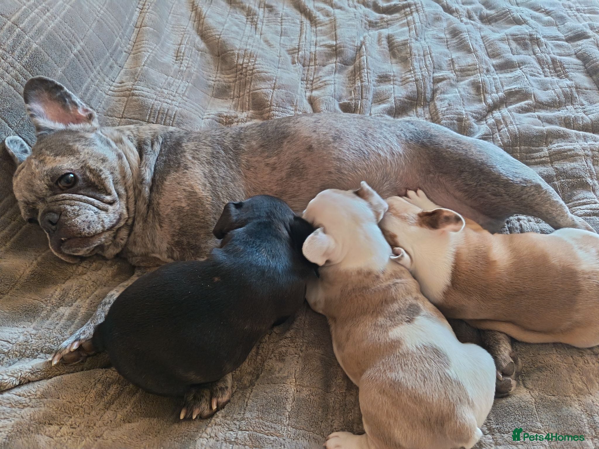 French Bulldog dogs Lovely French bulldogs for sale - Advert 1