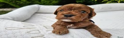 Cavapoo dogs for sale: Cavapoo puppies (toy)DNA CLEAR - Advert 16