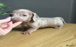 Miniature Dachshund dogs for sale: Tiny miniature kc dachshunds LAST GIRL   - Image 8