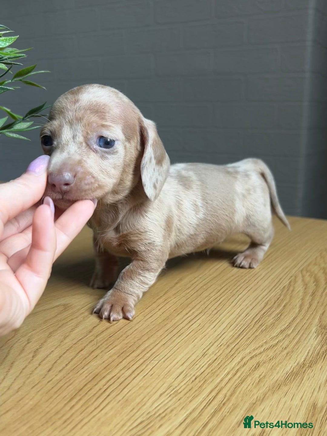 Miniature Dachshund dogs for sale: Tiny miniature kc dachshunds LAST GIRL   - Image 8