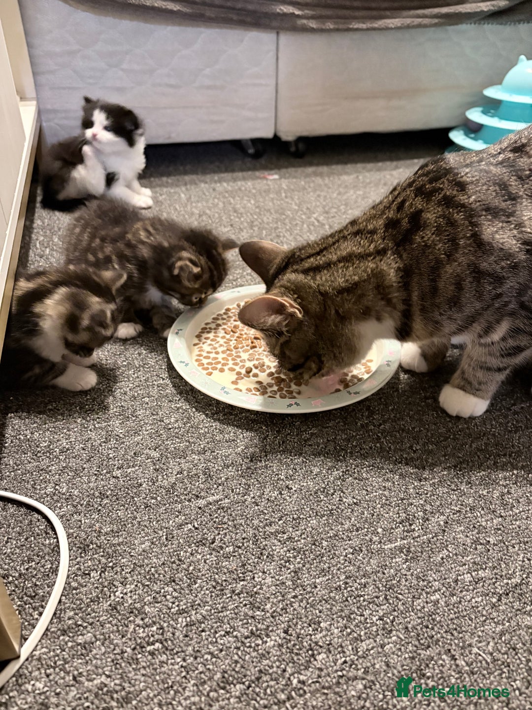 Mixed Breed cats for sale: Beautiful mix breed kittens - Advert 11